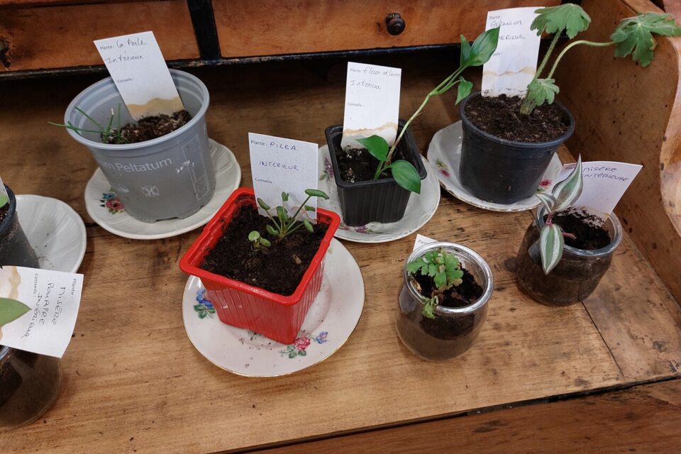 Les boutures sont accompagnées d'une petite notice descriptive. 