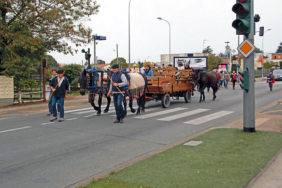 la Transhumance Urbaine de retour le 5 octobre