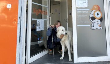 Le patou échappé à Marseille attrapé et remis à son éleveuse sous les yeux de son maître indigné