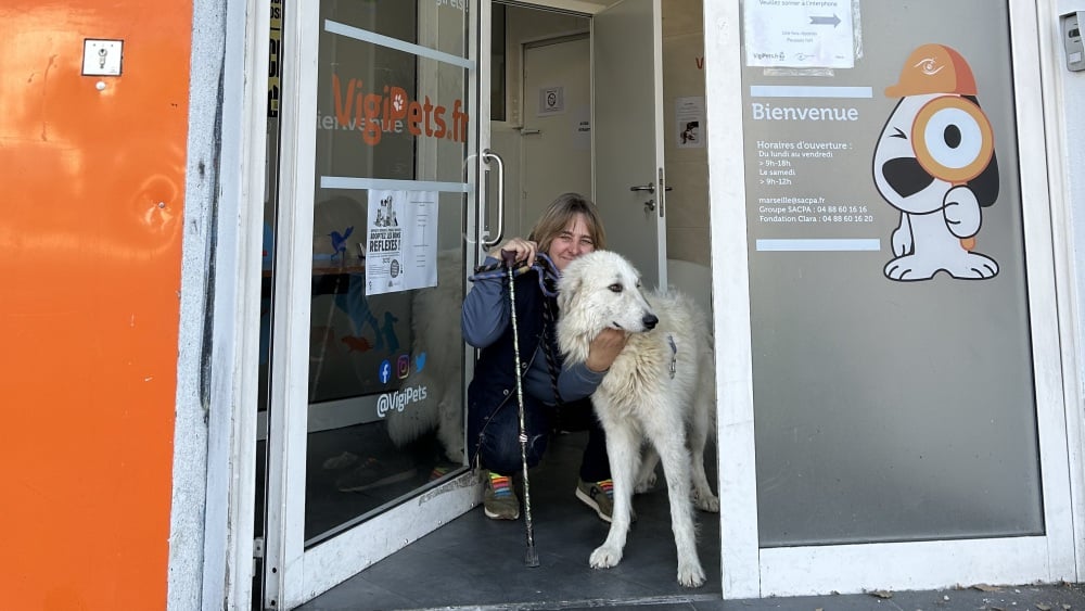 Le patou échappé à Marseille attrapé et remis à son éleveuse sous les yeux de son maître indigné