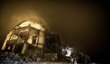 Hyène brune dans une ville fantôme, caracal chasseur, rainettes espiègles… voici les lauréats du Wildlife Photographer of the Year 2025