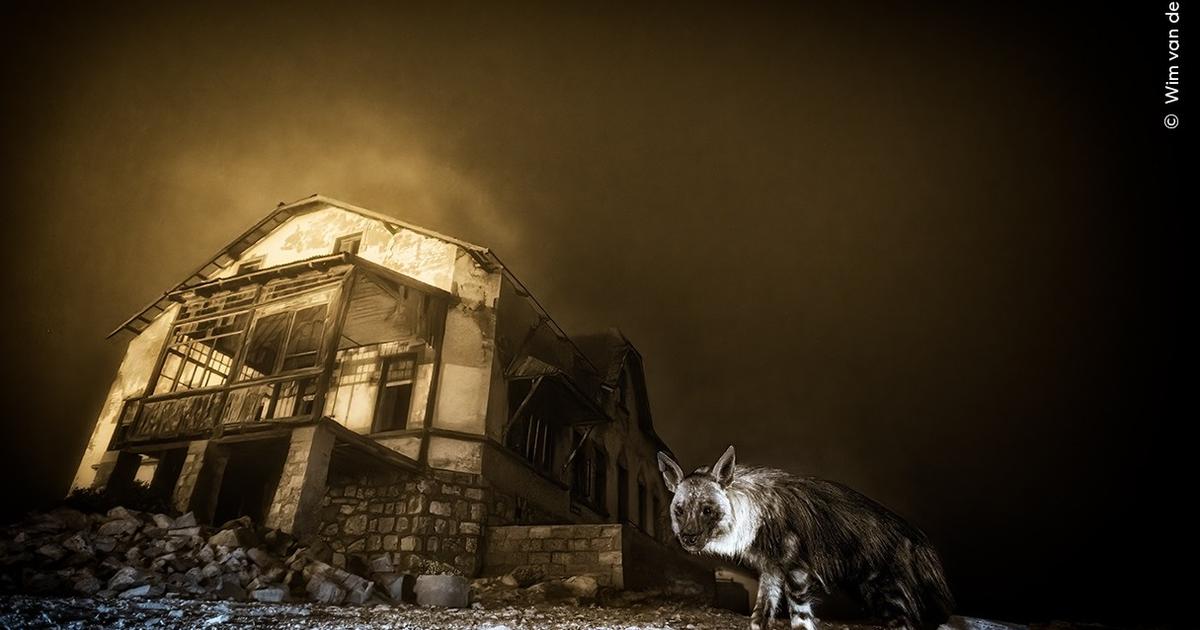 Hyène brune dans une ville fantôme, caracal chasseur, rainettes espiègles… voici les lauréats du Wildlife Photographer of the Year 2025