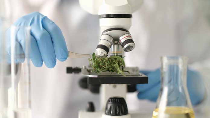 cannabis thérapeutique médical traitement mal de dos lombalgies chroniques Ma Santé Un cherchuer qui étudie du les propriétés du cannabis pour traiter le mal de dos chronique.
