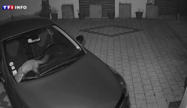 "Voilà la fouine sur la voiture" : ce petit animal cause de gros dégâts sous le capot des véhicules