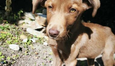 Attaché à un arbre et abandonné, un chiot squelettique retrouvé près de Nantes