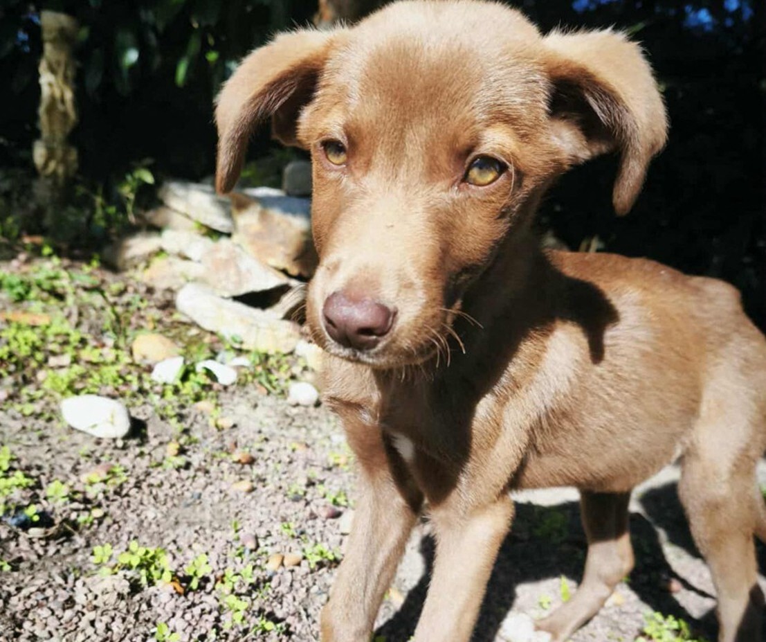 Attaché à un arbre et abandonné, un chiot squelettique retrouvé près de Nantes