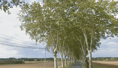 Près de Toulouse. Une personne est morte après avoir heurté un platane avec son véhicule