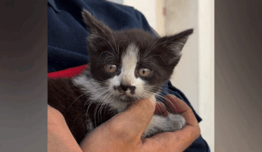 ce chaton, coincé sous le capot d'une voiture, a été sauvé par la police et les pompiers