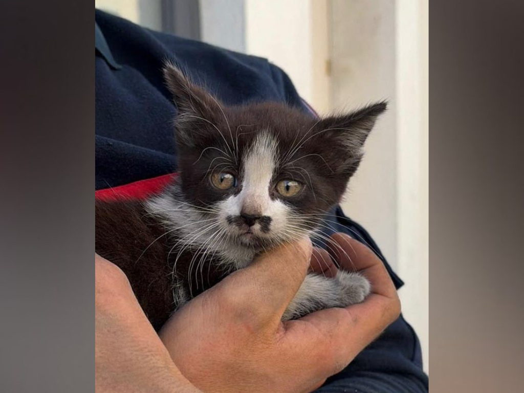 ce chaton, coincé sous le capot d'une voiture, a été sauvé par la police et les pompiers