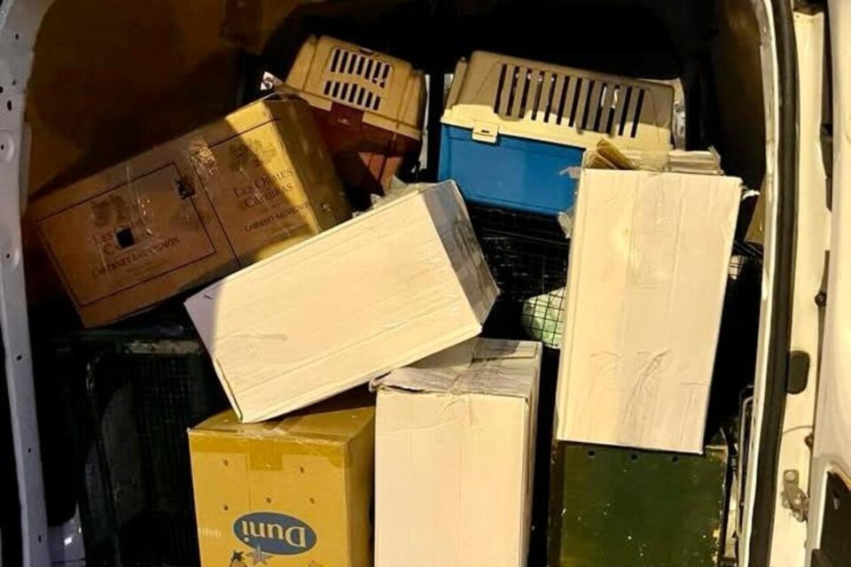 Les chats ont été enfermés dans des cartons et des caisses.