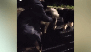 elle retrouve son chien qu'elle pensait perdu, les émouvantes retrouvailles filmées