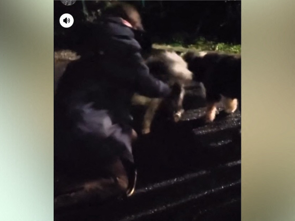 elle retrouve son chien qu'elle pensait perdu, les émouvantes retrouvailles filmées