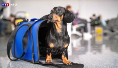 Pour la Cour de justice de l'Union européenne, un chien en soute est un bagage comme les autres
