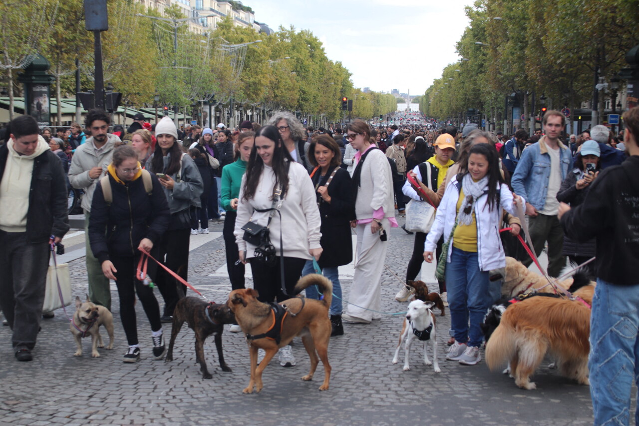à Paris, plus de 2000 chiens défilent fièrement sur les Champs-Élysées