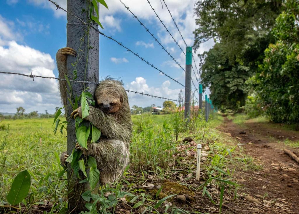 « No place like home », d'Emmanuel Tardy est sélectionné pour le "Wildlife Photographer of the Year" 2025. « No place like home », d'Emmanuel Tardy est sélectionné pour le "Wildlife Photographer of the Year" 2025.