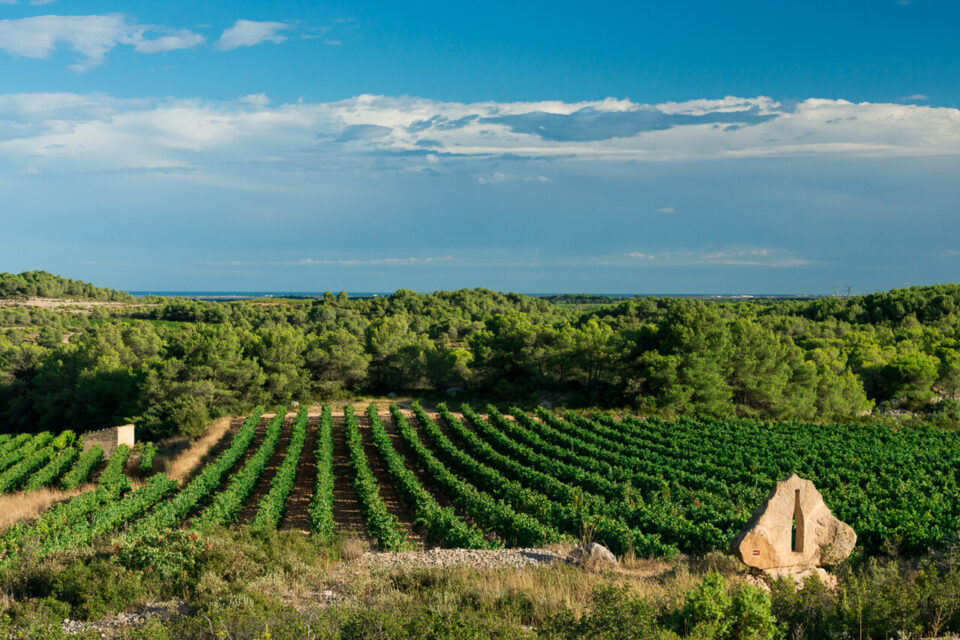 Chauves-souris, vignes et mystères : une balade où la nature devient conteuse d’histoires.