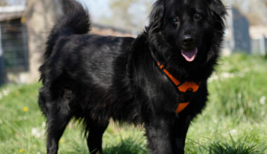 Darwin, un chien aveugle adopté puis ramené à la SPA de Strasbourg, cherche une famille