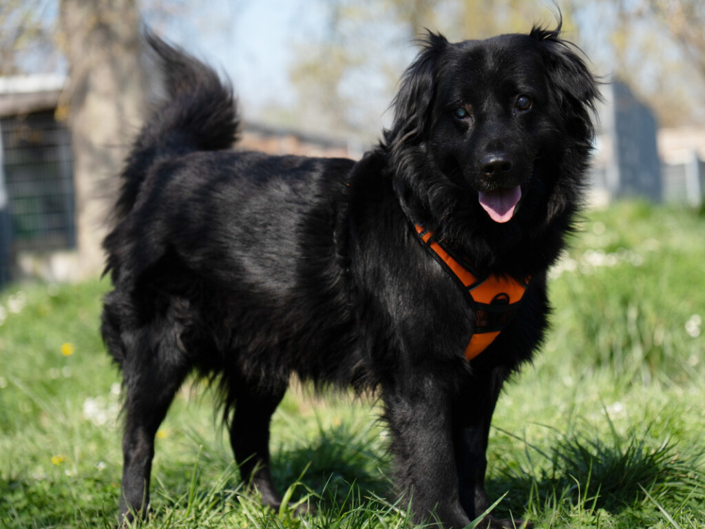 Darwin, un chien aveugle adopté puis ramené à la SPA de Strasbourg, cherche une famille