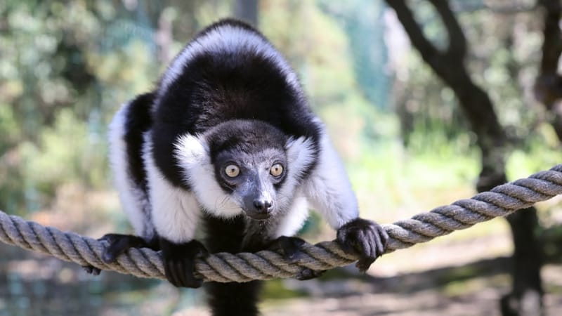 Dans un décor des plus effrayants venez (re)découvrir les 700 animaux qui composent le parc.