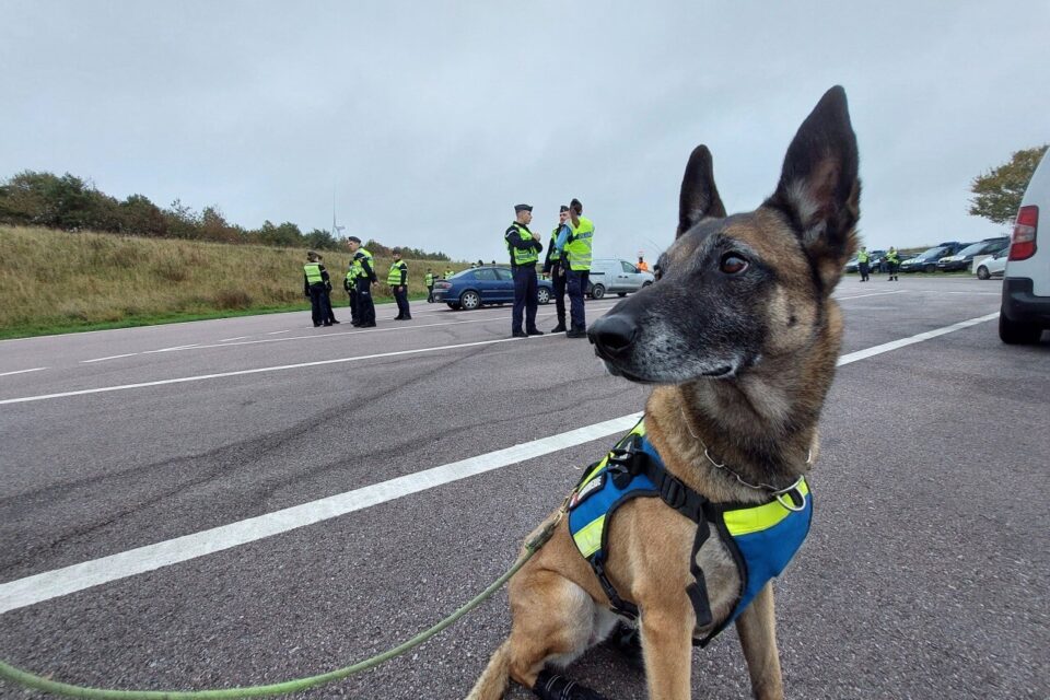 Les chiens de la brigade cinophile étaient présents lors de l'intervention.