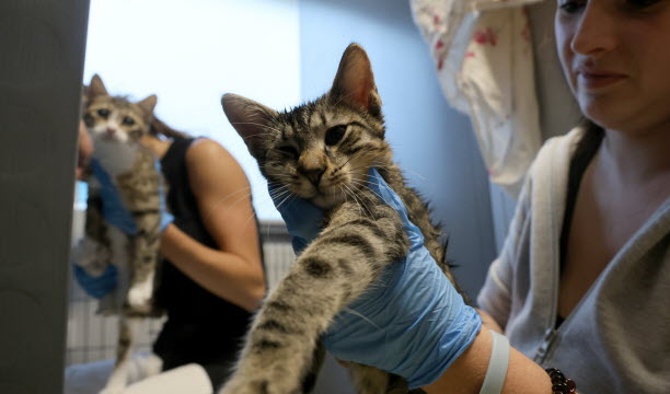 Depuis 10 ans, l' association ERA s' occupe de recueillir les chats en difficulté pour s' en occuper avant qu' ils trouvent un foyer d' accueil.   Photo Cédric Joubert
