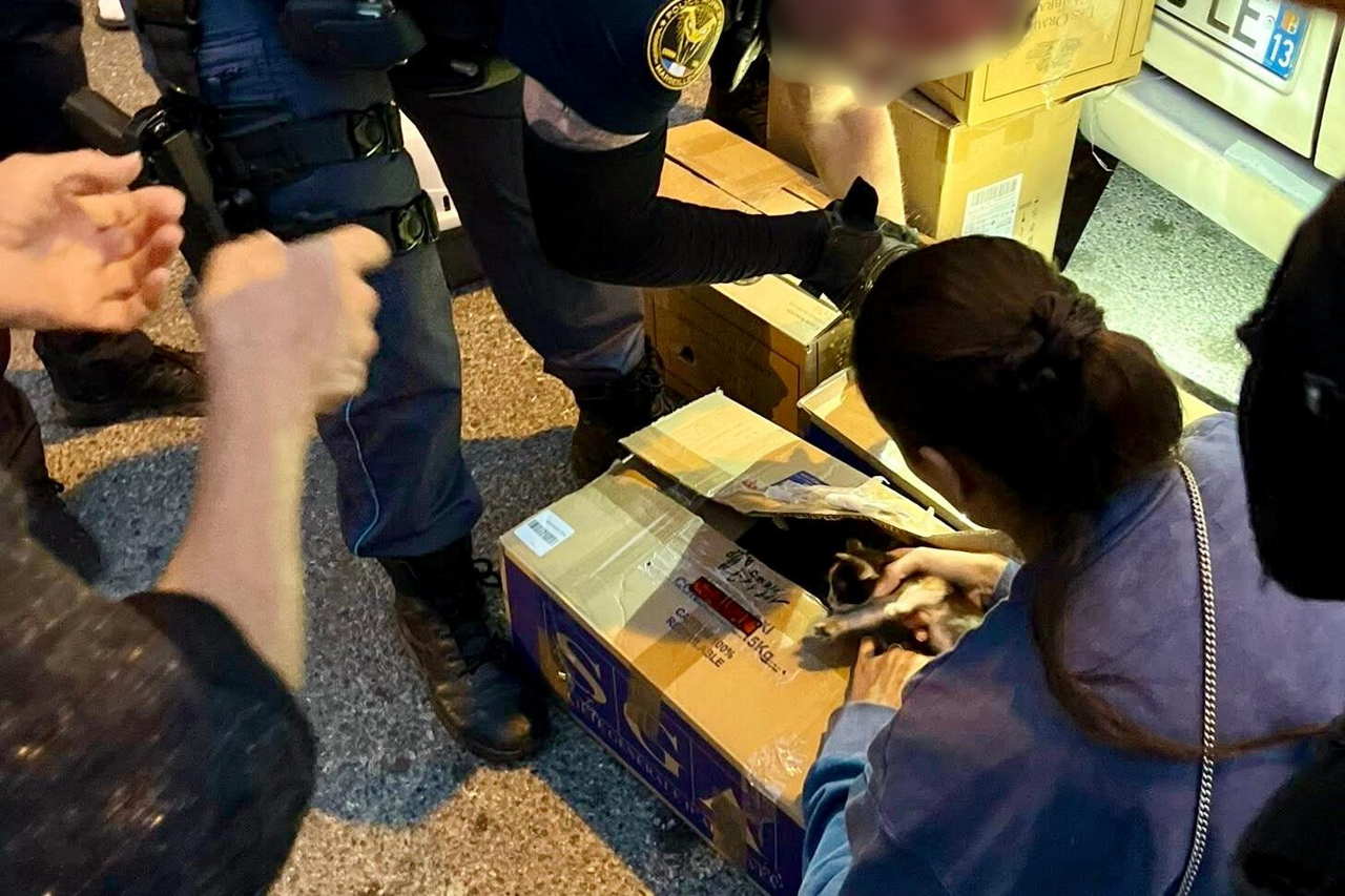 Marseille. Expulsée de son logement, elle vivait avec plus de 50 chats : "De vulgaires objets"