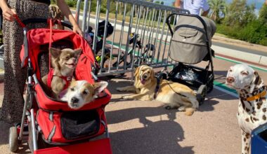 les propriétaires d’animaux partagent leurs idées à la suite de la marche pour la cause animale à Cagnes-sur-Mer