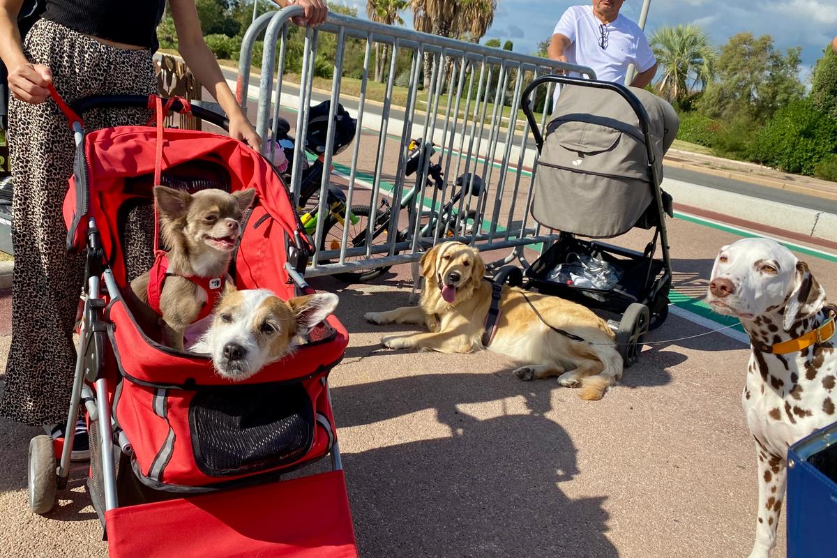 les propriétaires d’animaux partagent leurs idées à la suite de la marche pour la cause animale à Cagnes-sur-Mer