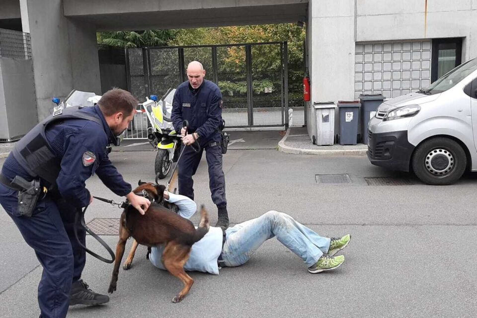 Impressionnants démonstrations des chiens !