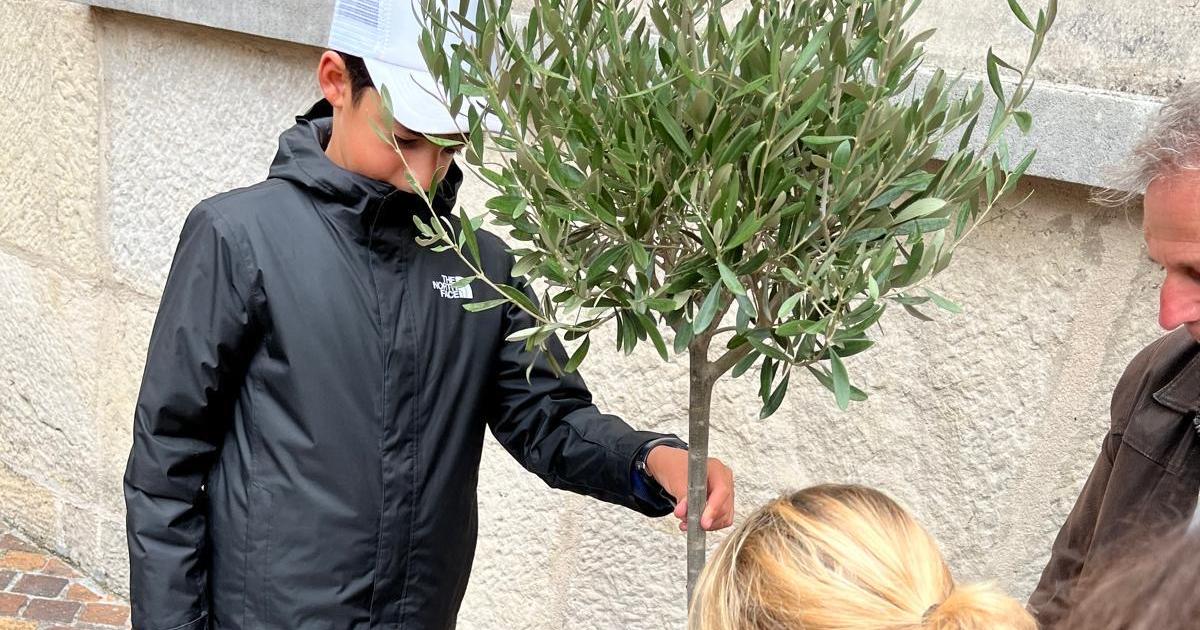 un olivier planté en hommage aux victimes de l’antisémitisme et pour célébrer la libération des otages