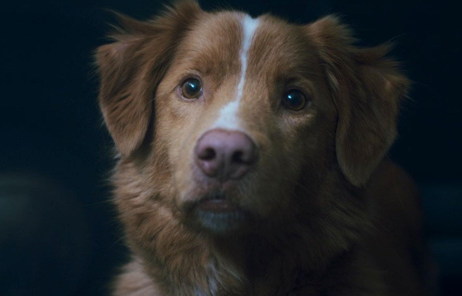 “Good Boy”, le film d’horreur sensation qui ne manque pas de chien, à voir au cinéma uniquement ce week-end - Télérama