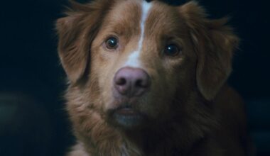 “Good Boy”, le film d’horreur sensation qui ne manque pas de chien, à voir au cinéma uniquement ce week-end - Télérama