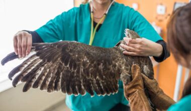 près de 10 % des rapaces présentent encore des traces de plomb.