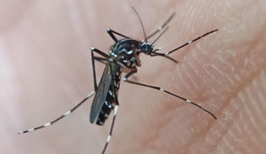 le chikungunya s'implante-t-il près de Grenoble ?