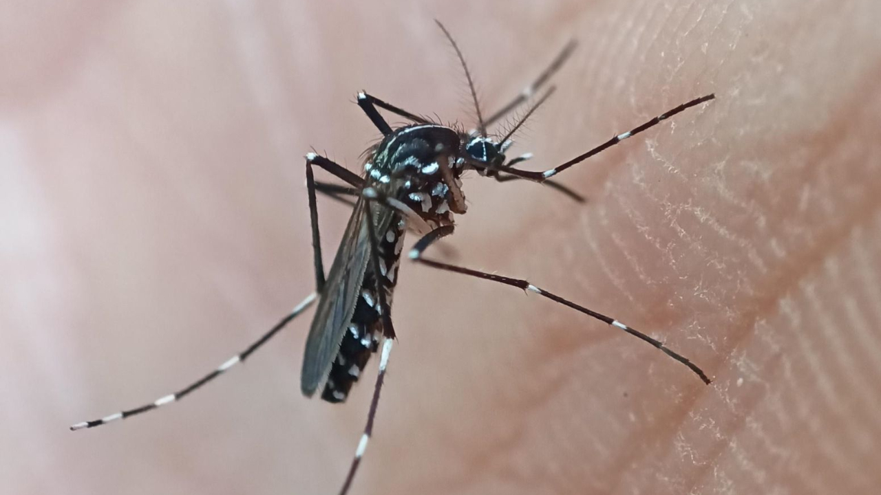 le chikungunya s'implante-t-il près de Grenoble ?