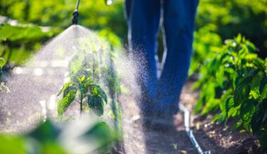 épinards pesticides