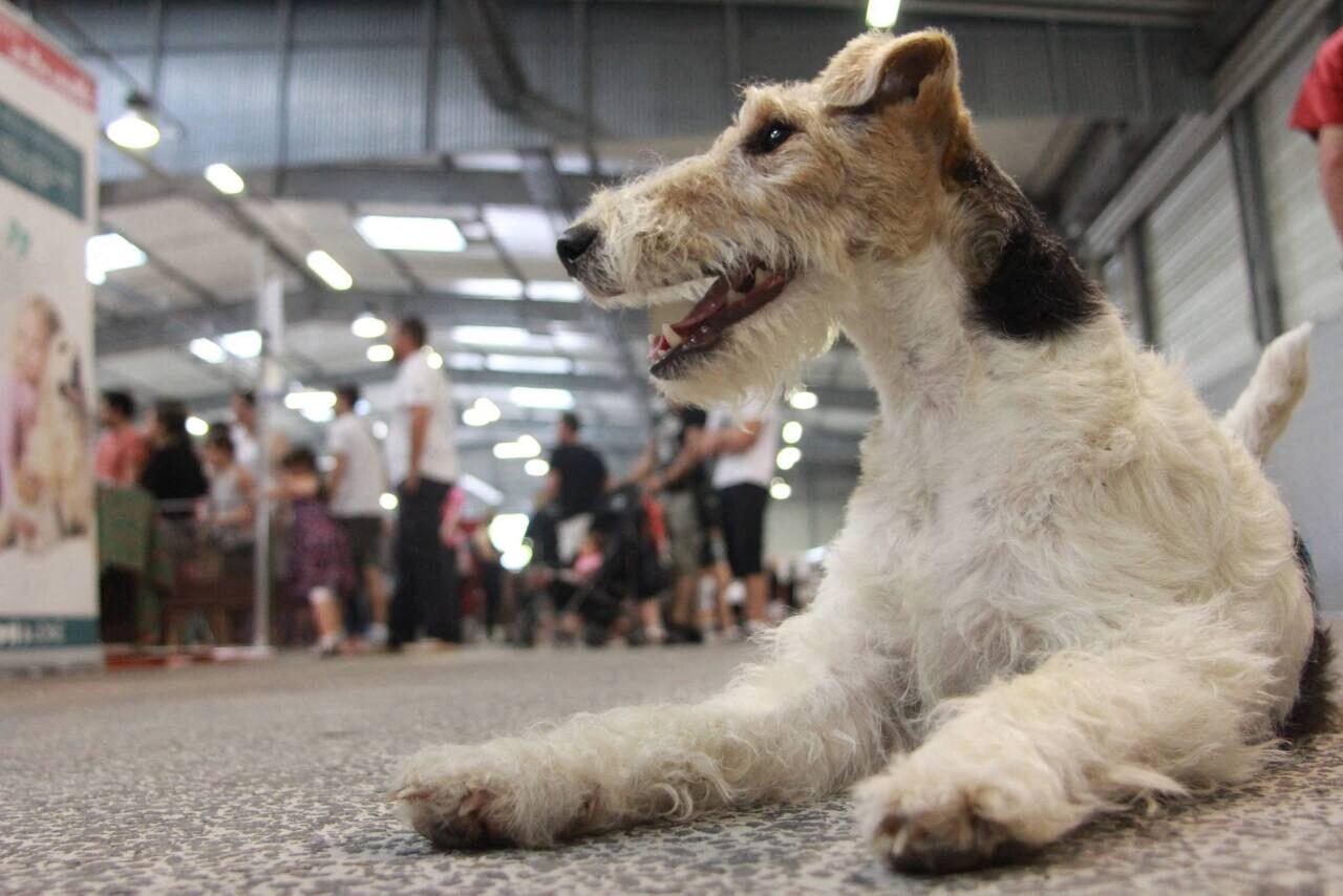 une pétition contre l'événement recueille plus de 20 000 signatures