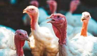 Un foyer de grippe aviaire détecté dans un élevage au nord de Nantes