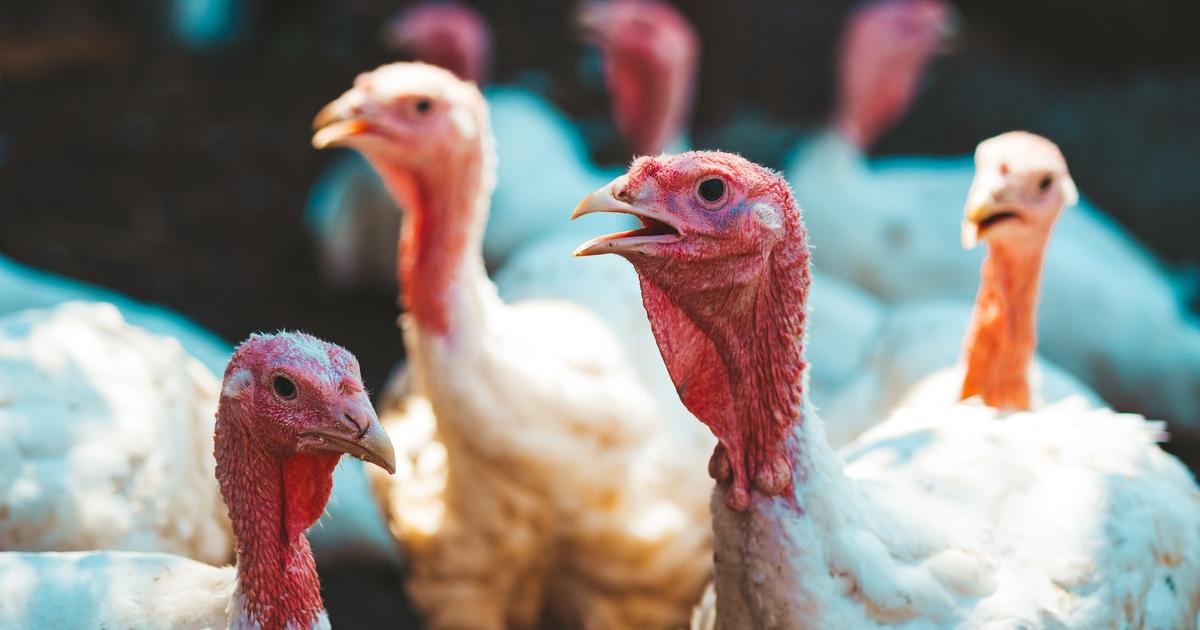 Un foyer de grippe aviaire détecté dans un élevage au nord de Nantes