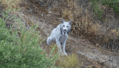 Pourquoi cette image d’un lynx ibérique blanc prise en Espagne est extrêmement rare