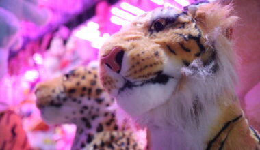 Foire Saint-Romain, concert insolite, adresses gourmandes... Que faire à Rouen ce weekend ?