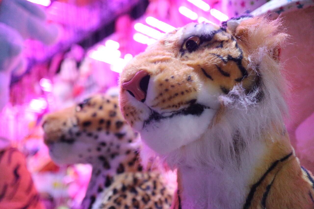 Foire Saint-Romain, concert insolite, adresses gourmandes... Que faire à Rouen ce weekend ?