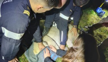 Marseille. La chienne "Titoune" récupérée un mois après qu'elle se soit échappée, les grands moyens déployés