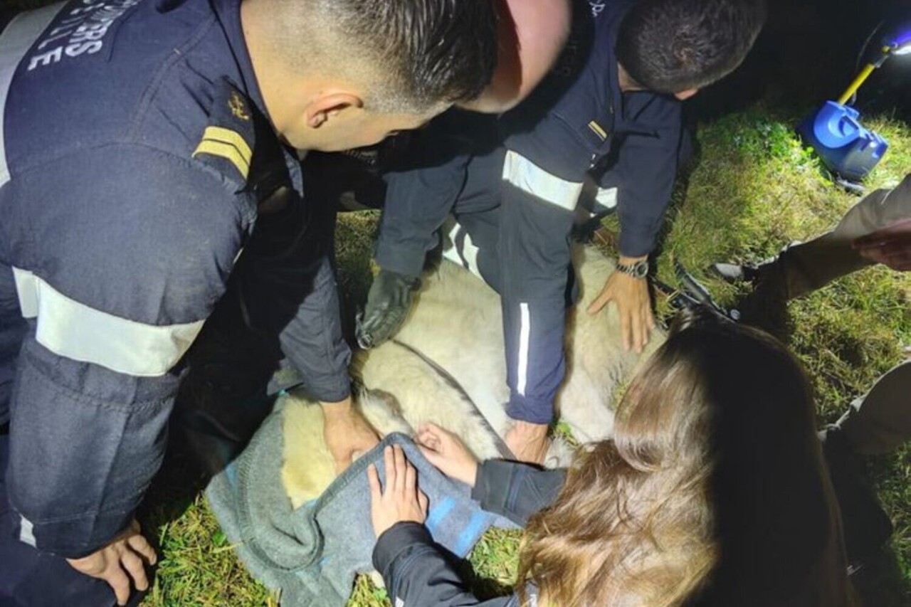 Marseille. La chienne "Titoune" récupérée un mois après qu'elle se soit échappée, les grands moyens déployés