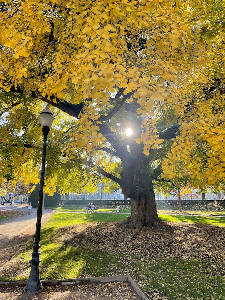 Ginko biloba place de la République 1