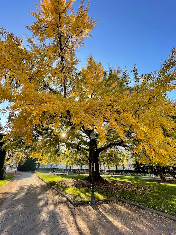 Ginko biloba place de la République 4