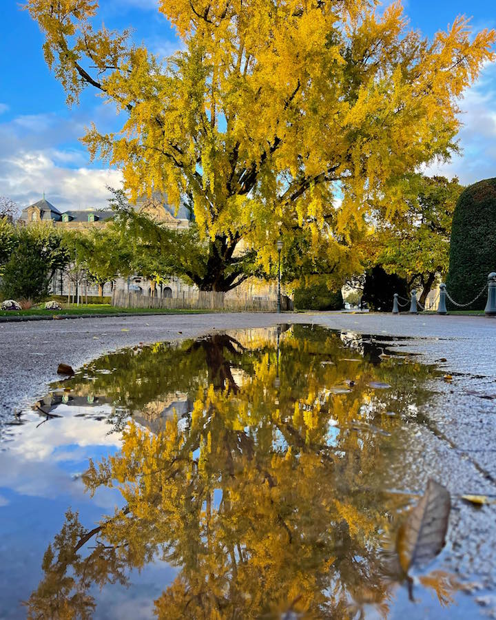 Ginko biloba place de la République 5