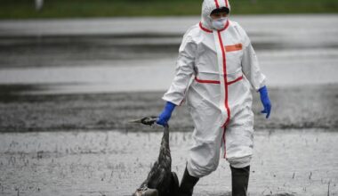 La grippe aviaire se propage rapidement en Allemagne, la Suisse reste vigilante