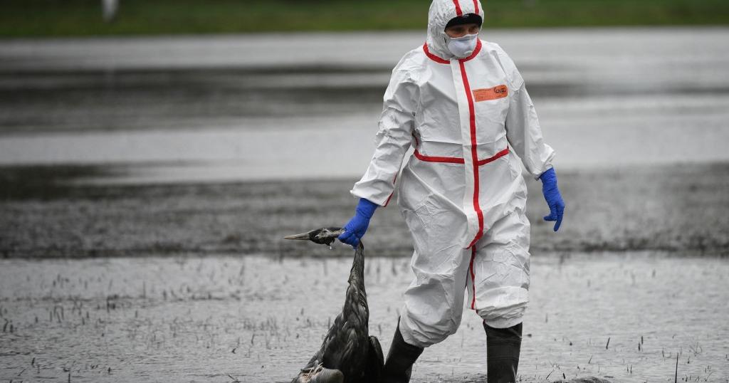 La grippe aviaire se propage rapidement en Allemagne, la Suisse reste vigilante