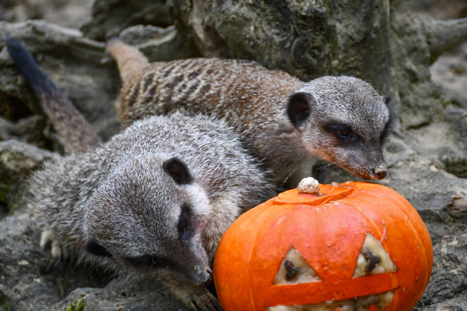 African Safari se met en mode Halloween pendant les vacances.
